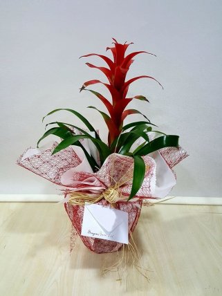 Guzmania (Guzmanya) - Kütahya Çiçek Siparişi