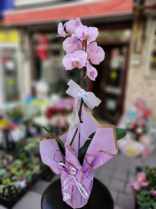 Tek Dal Pembe Orkide - Kütahya Çiçekçi