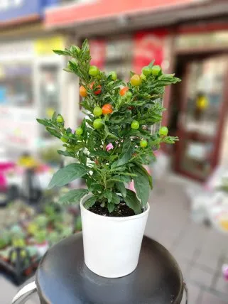 Solanum (Kudüs Kirazı) - Kütahya Çiçekçi