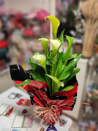 Saksıda Gala - Kütahya çiçekçi