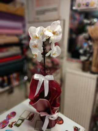 Tek Dal Beyaz Orkide - Kütahya Çiçekçi
