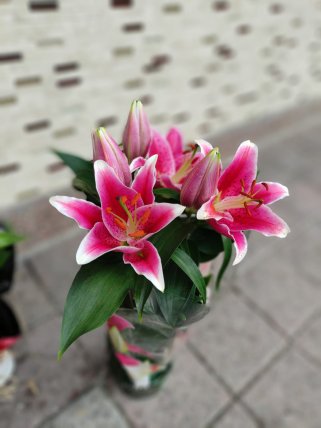 Saksıda Kazablanka (Lilyum) - Kütahya çiçek