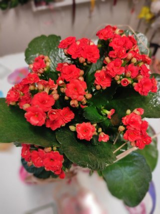 Kalanchoe çiçeği | Kütahya Nergiz Çiçekçilik