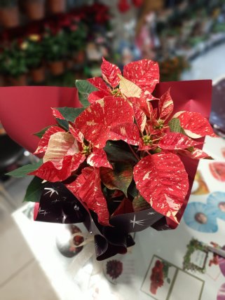 Atatürk Çiçeği (Ponsetya) - Kütahya çiçek siparişi