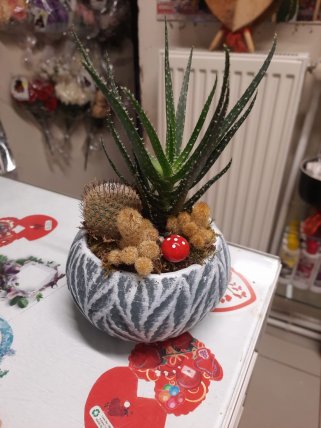 Canlı Sukulentli Aranjman | Kütahya Nergiz Çiçekçilik