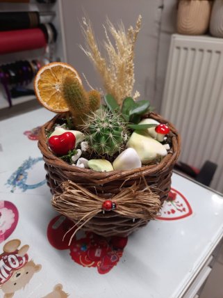 Canlı Sukulentli Aranjman | Kütahya Nergiz Çiçekçilik