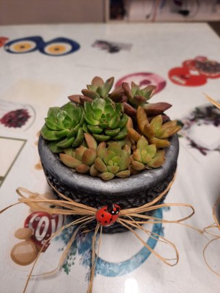 Seramik Saksı Sukulent Aranjman| Kütahya Nergiz Çiçekçilik