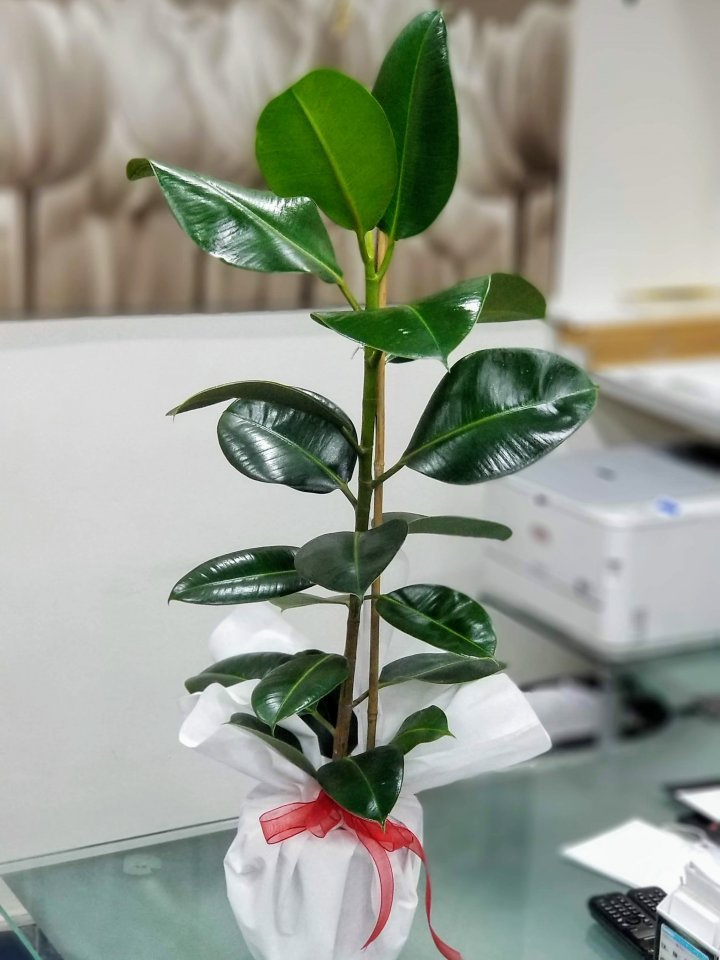 Kauçuk Bitkisi- Kütahya Çiçekçi