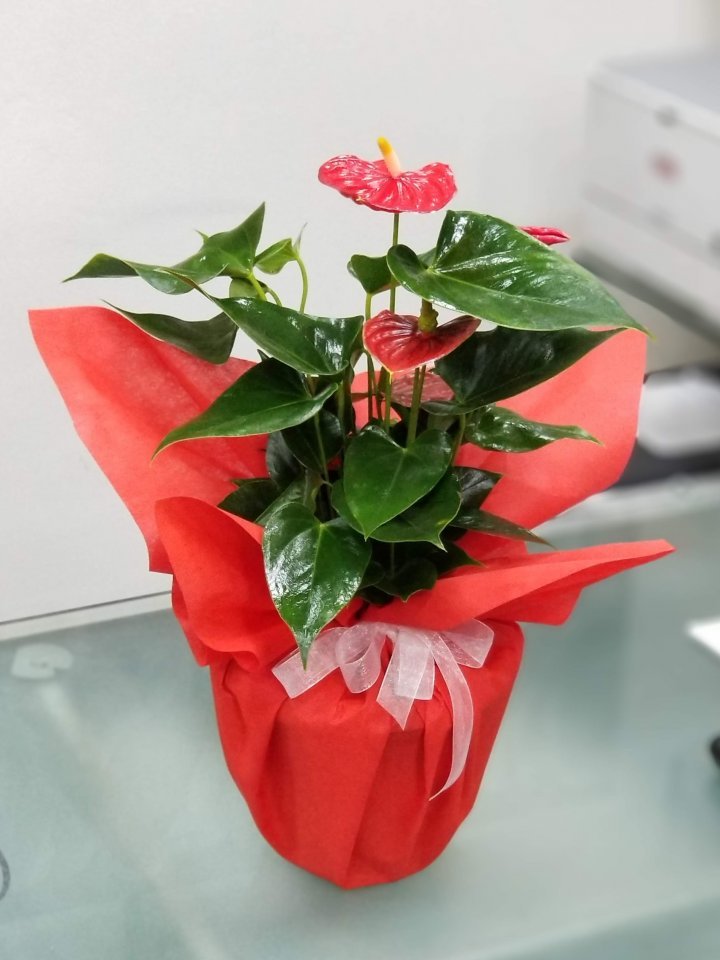 Antoryum - Kütahya çiçekçi