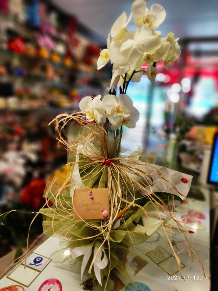 Çift çiçekli Beyaz Orkide - Kütahya çiçekçi