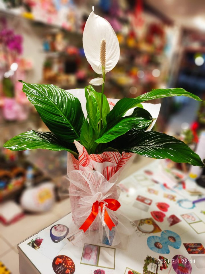 Orta Boy Spathiphyllum - Kütahya çiçek siparişi