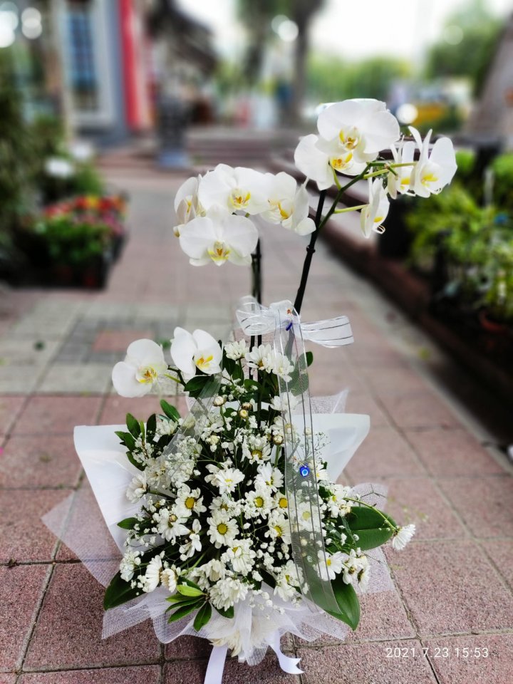 Papatya Süslemeli Çiftli Orkide - Kütahya çiçek