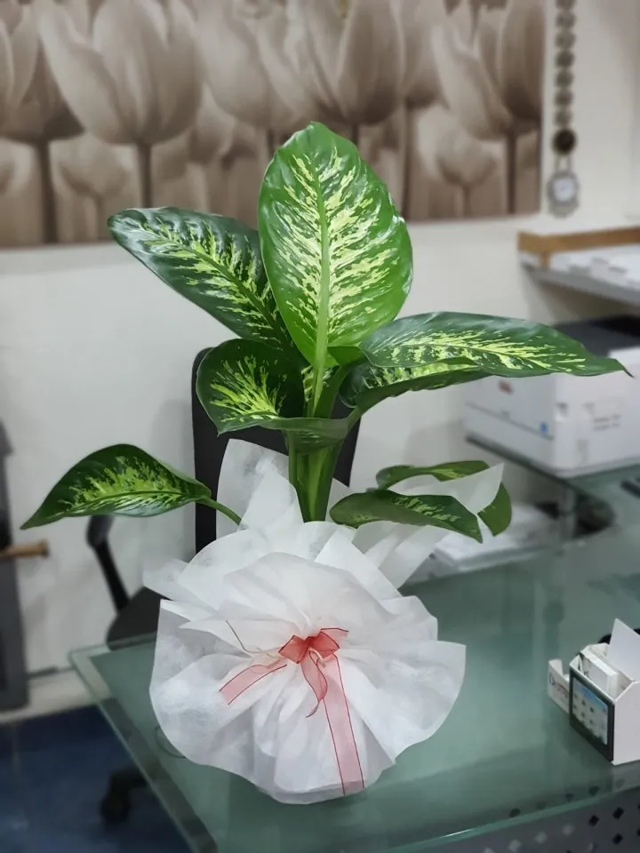 Orta Boy Tropic - Kütahya tropic saksı çiçeği