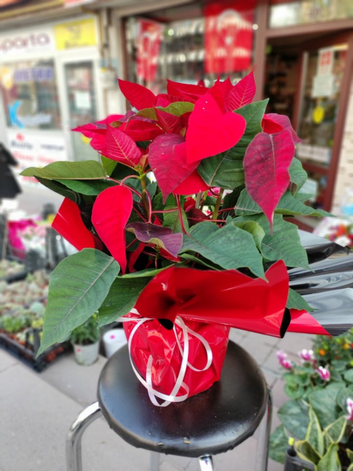 Atatürk Çiçeği (Ponsetya) - Kütahya çiçek siparişi