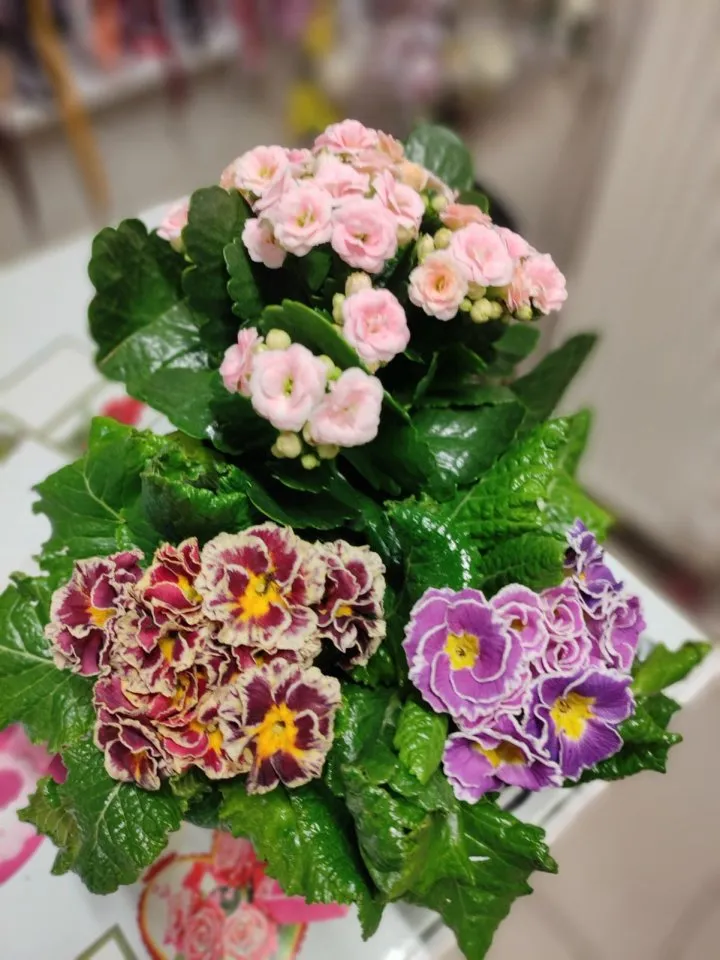 Çuha ve kalanchoe arajmanı | Kütahya Nergiz Çiçekçilik
