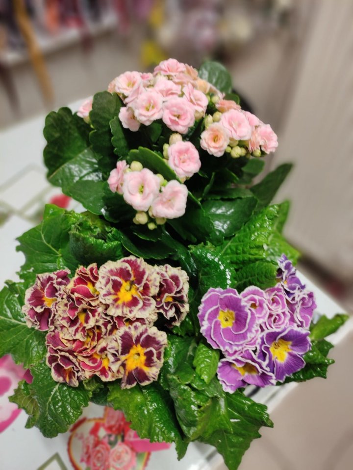 Çuha ve kalanchoe arajmanı | Kütahya Nergiz Çiçekçilik