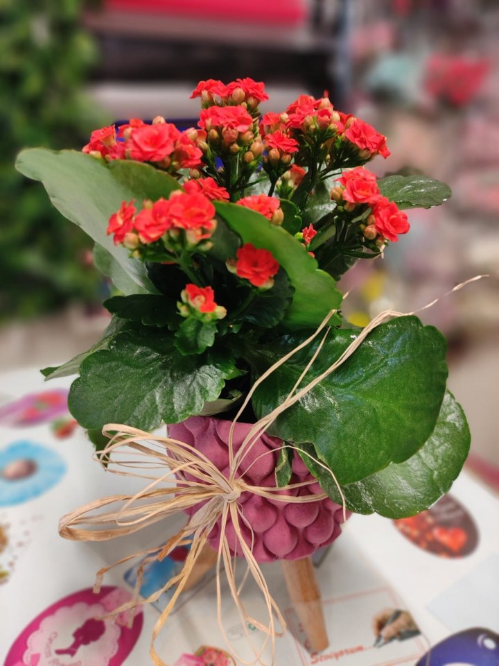 Kalanchoe çiçeği | Kütahya Nergiz Çiçekçilik