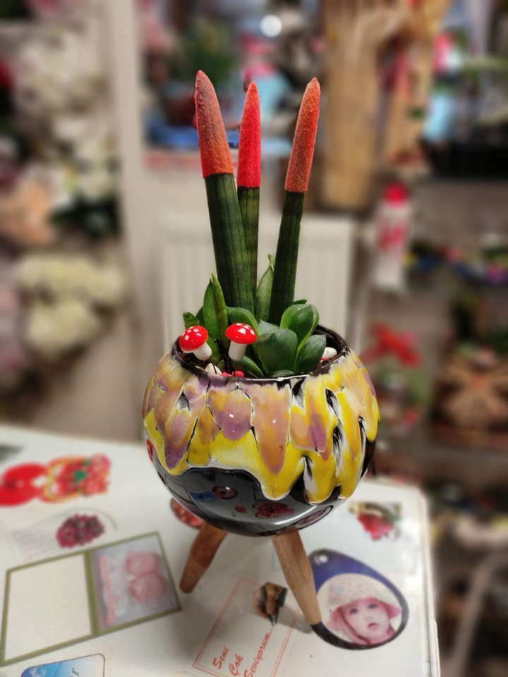 Paşa Kılıcı (Sansevieria) - Kütahya Çiçekçi