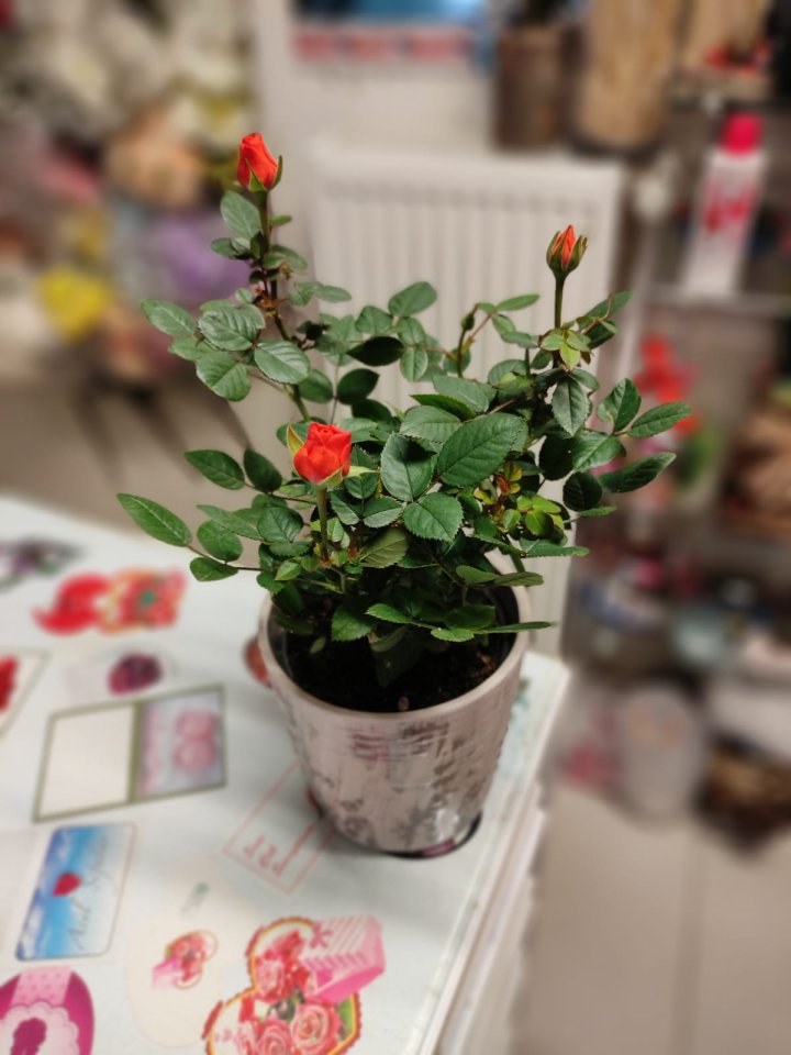 Seramik Saksıda Canlı Gül | Kütahya Nergiz Çiçekçilik