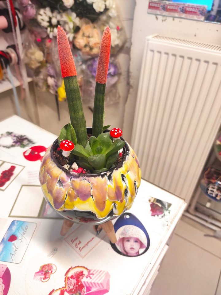 Paşa Kılıcı ve Sukulent Aranjman| Kütahya Nergiz Çiçekçilik