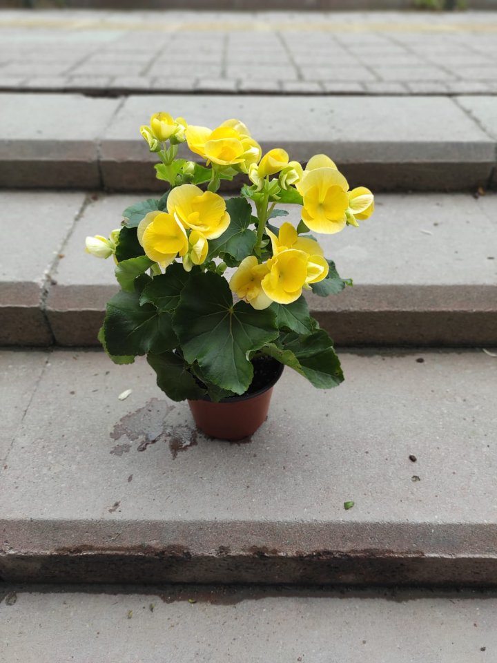 Sarı Saksı Begonya
