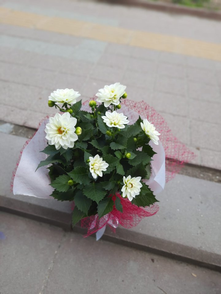 Yıldız ÇİÇEĞİ Renkli - Kütahya Nergiz Çiçekçilik