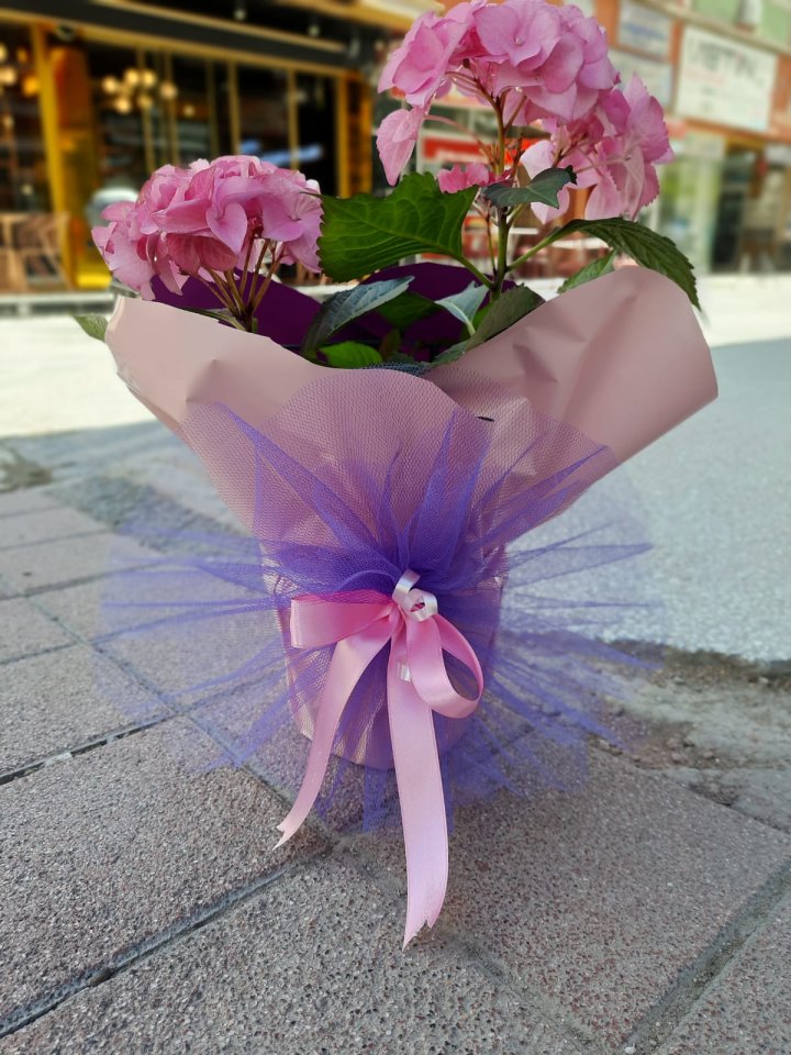 Ortanca Çiçeği | Kütahya Nergiz Çiçekçilik