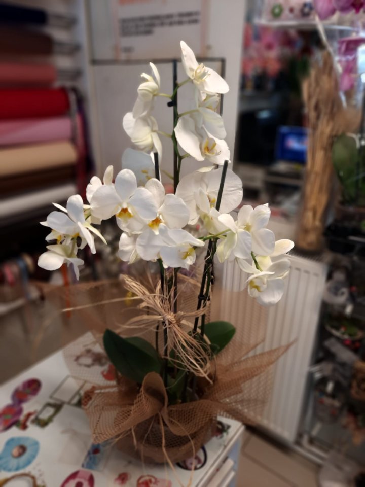 Sepet İçerisinde beş dal Orkide - Kütahya çiçek