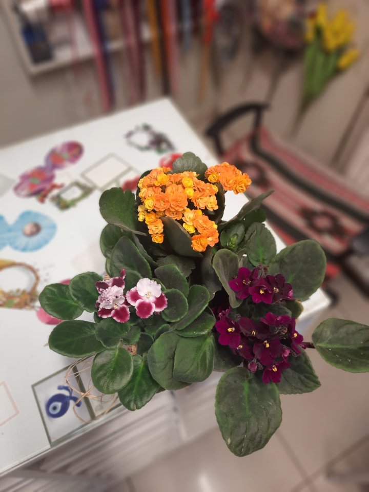 Menekşe ve Kalanchoe Sepeti - Kütahya Çiçekçi