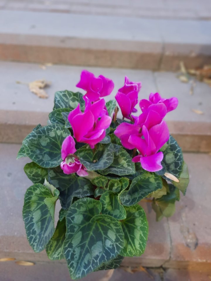 Sıklamen (Tavşan Kulağı) - Kütahya Çiçekçi