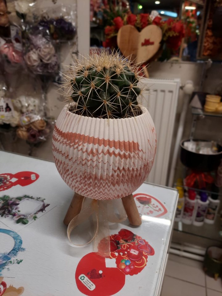 Kaktüs seramik saksı arajmanı | Kütahya Nergiz Çiçekçilik