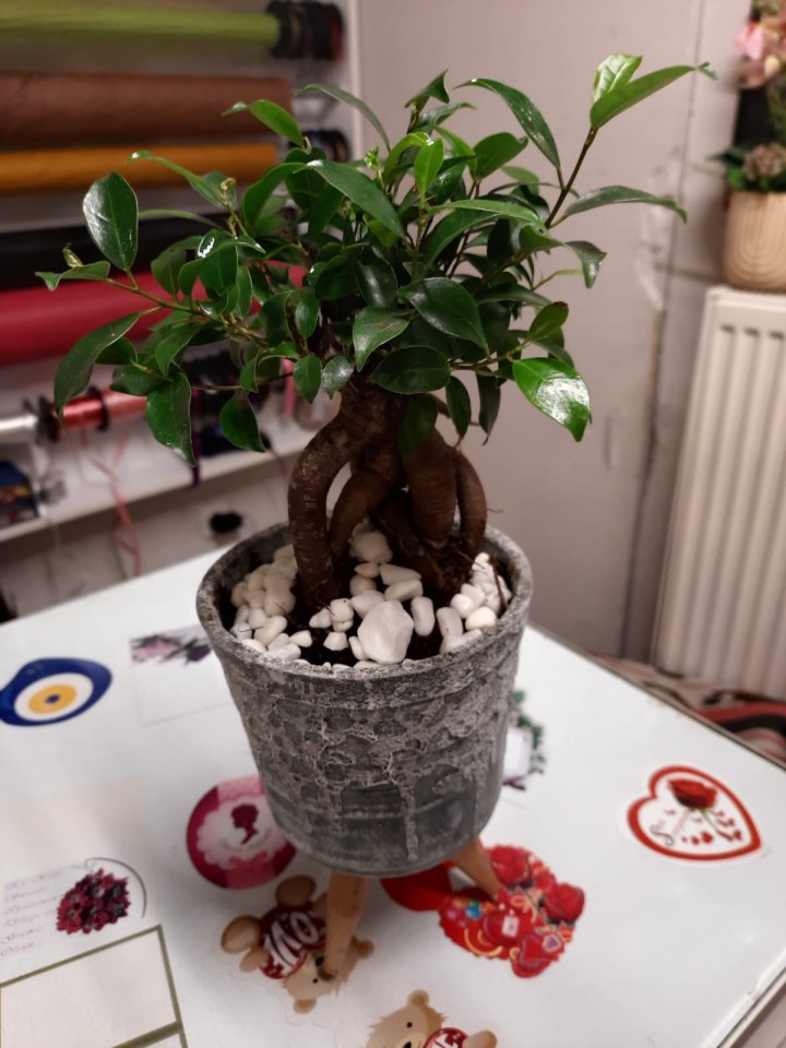 Mini ağaç Aranjman- Kütahya Nergiz Çiçek 