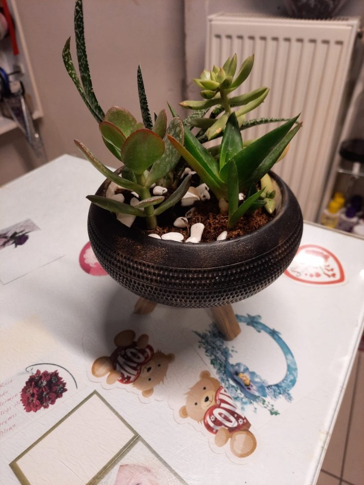 Seramik Saksı Sukulent Aranjman| Kütahya Nergiz Çiçekçilik