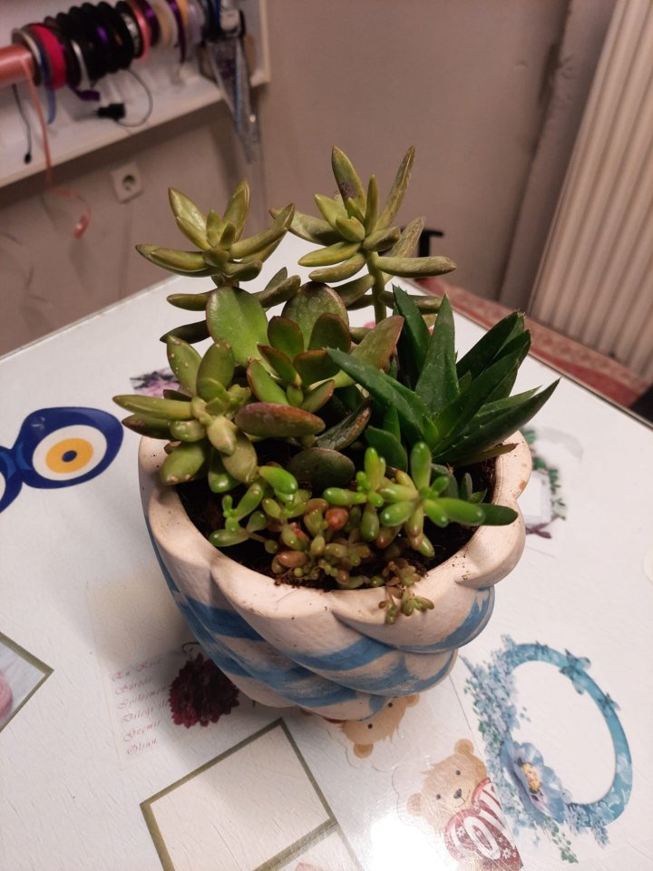 Seramik Saksı Sukulent Aranjman| Kütahya Nergiz Çiçekçilik