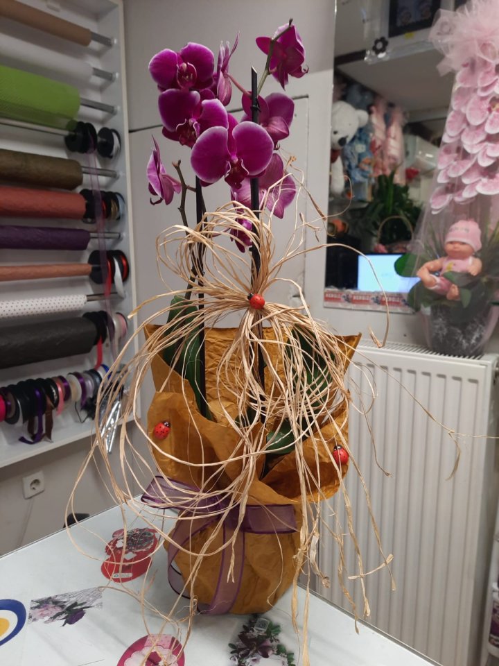 İki Dal Renkli Orkide - Kütahya orkide