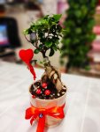 Çiçekçi - Seramikte Mini Bonsai