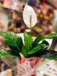 Çiçekçi - Orta Boy Spathiphyllum