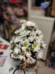 Çiçekçi - Kütükte Beyaz Krizantemler