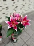 Çiçekçi - Saksıda Kazablanka (Lilyum)