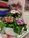 Çiçekçi - Çuha ve Kalanchoe Aranjmanı