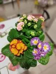 Çiçekçi - Çuha ve Kalanchoe Aranjmanı