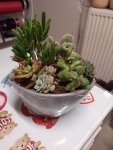 Çiçekçi - Sukulent Aranjman